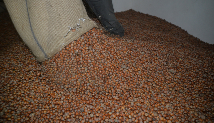 TMO fındık alımlarında hızlandı: Üreticiden yüksek memnuniyet var