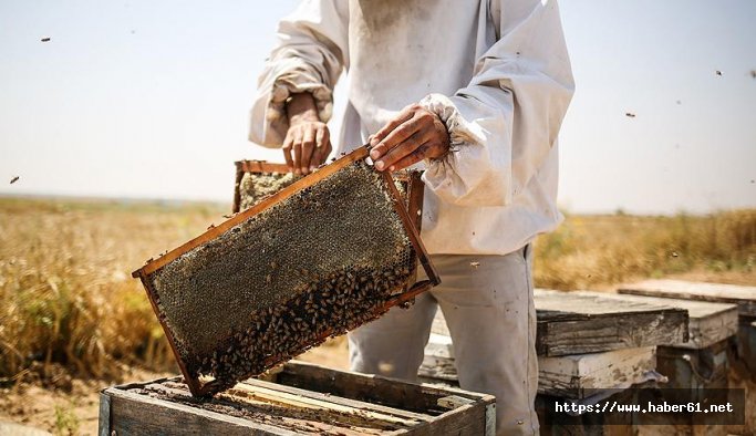 Ordu Trabzon'dan daha ballı çıktı