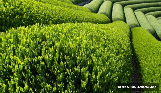 ÇAYKUR başvuruları yarın başlıyor