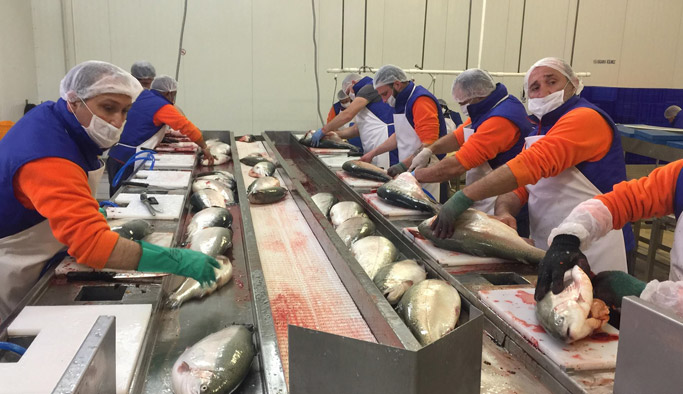 Japonlar Trabzon Somonu yiyecekler...