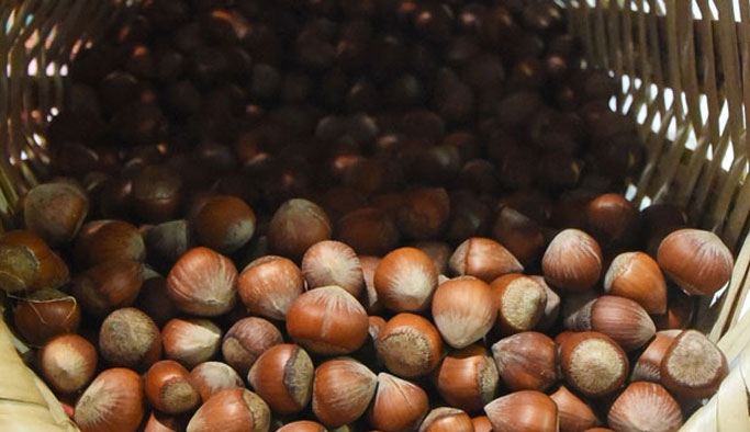 Trabzon fındık ihracatında lider