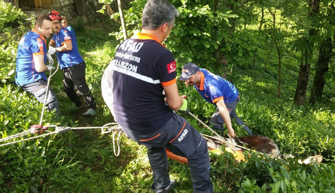 Trabzon'da AFAD inek için seferber oldu
