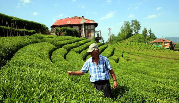 Kilosu 4 bin 500 TL! Hasadı başladı