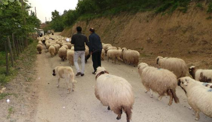 Karadeniz'de yaylaya göç başladı