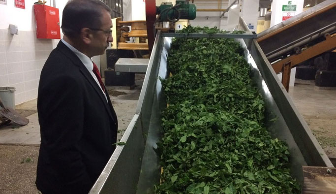 Çaykur ne kadar çay alımı yaptı?