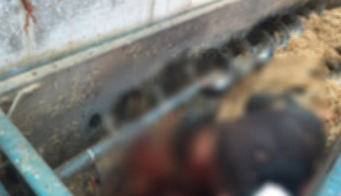 Feci ölüm! Kafasını ve kollarını kaptırdı...