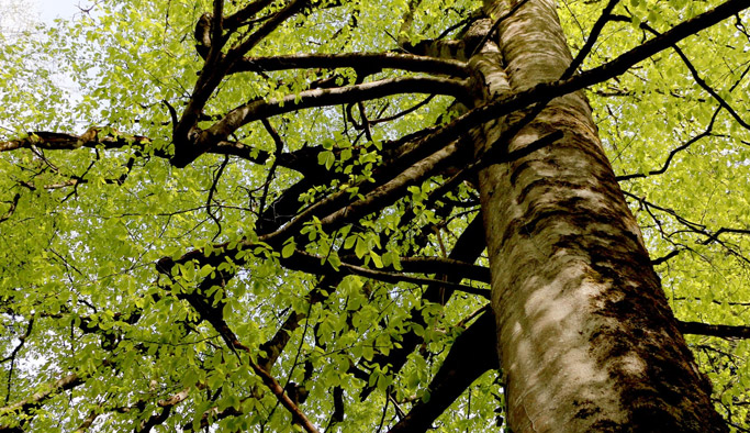 Bu ağaçlar 500 yıllık