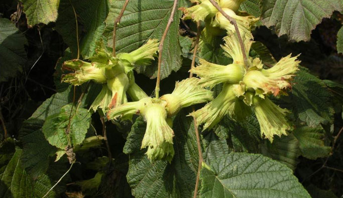 Fındık üreticisine uyarı: "Mücadele edin"