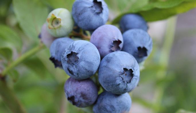 Trabzon'da maviyemiş bakım çalışmalarına başlandı