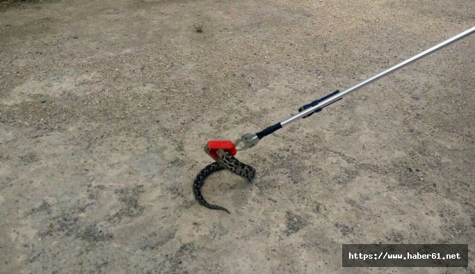 Balıkesir'de  Recep Gençer Anadolu Teknik Lisesi'ne giren yılan...