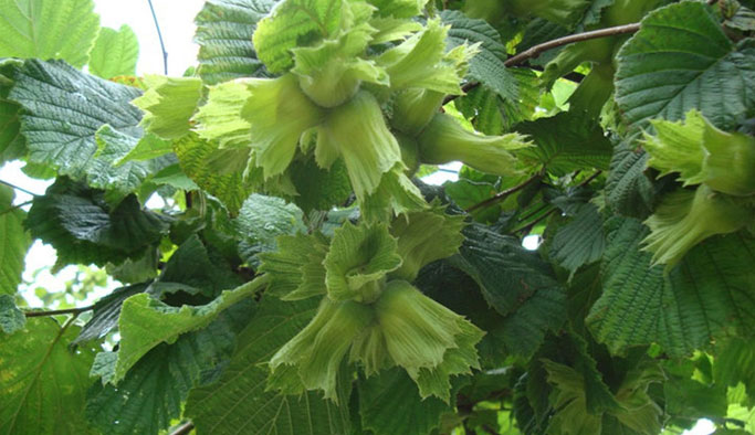 Fındık Üreticilerine Haziran uyarısı