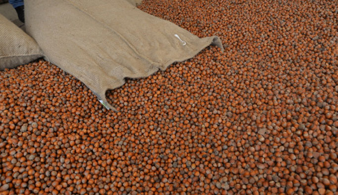 TMO fındık üreticisinin yüzünü güldürdü