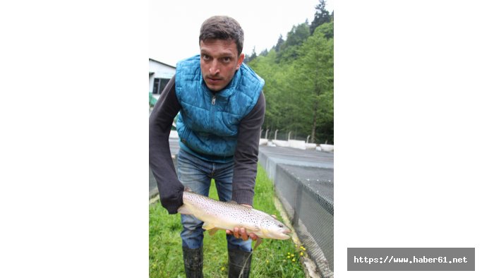 Türkiye'nin tüm derelerine Trabzon'dan gidiyor