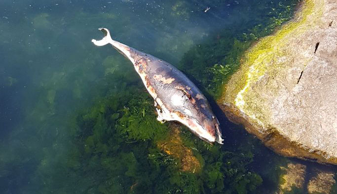 Trabzon'da acı görüntü - Kıyıya vurdu