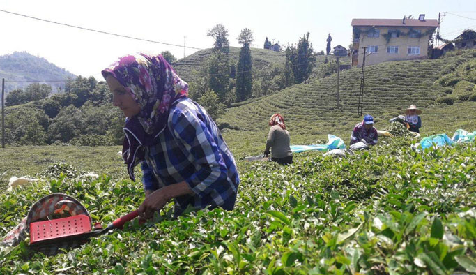 Ramazan ayında güneşin altında çay topluyorlar