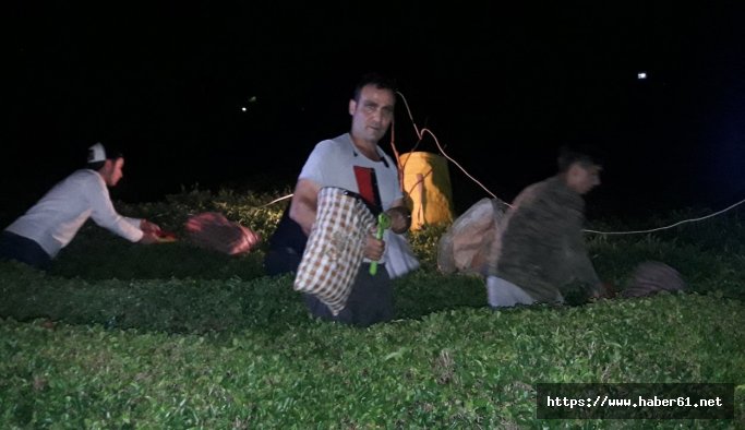 Rizeliler çareyi gece cay toplamakta buldu