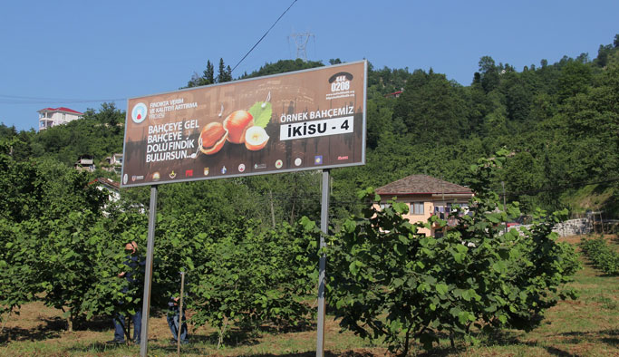 Trabzon’da fındıkta örnek bahçelerde üretim artıyor