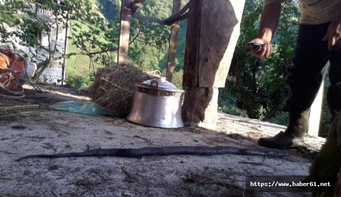 Rize’de bulundu köylüyü korkuttu
