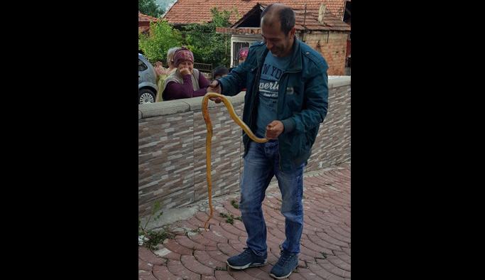 Arabadan çıkan yılan panik yarattı