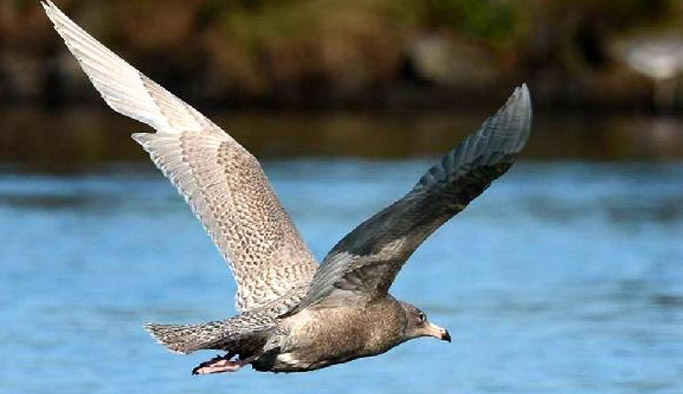 D.Karadeniz'de 28 tür su kuşu var