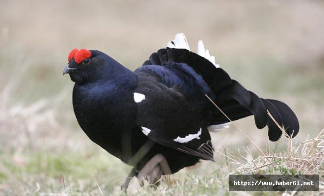 Rize'de Dağ horozu şenliği yapılacak