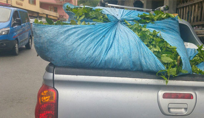 Rize'de çay hırsızlığı