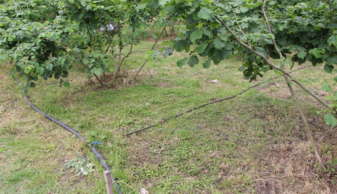 Fındık için yeni verim yöntemi