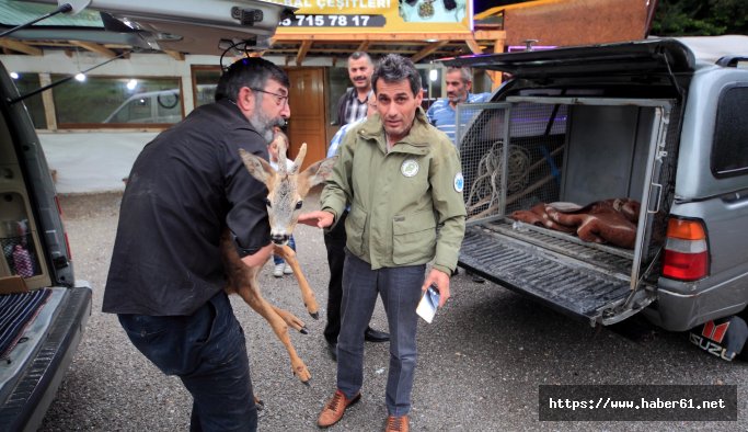 Fotoğrafçıların bulduğu yaralı karaca tedavi edildi