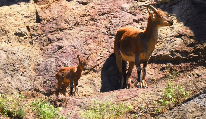 Giresun'da kızıl geyikler fotokapana yakalandı