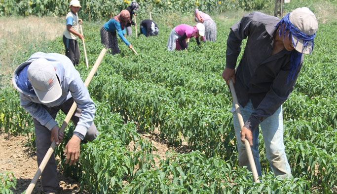Türkiye genelinde mevsimlik işçilere kimlik uygulaması