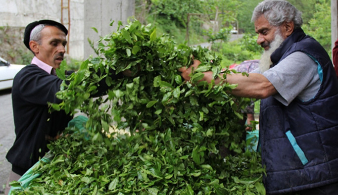 ÇAYKUR'un birinci sürgün yaş çay alımları 