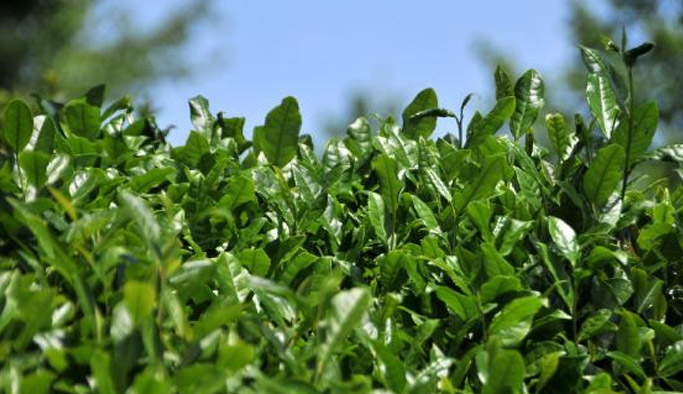 Yaş çayda rekolte düştü