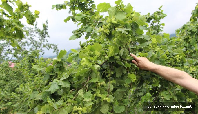 Karadeniz'de fındık rekoltesi umudu