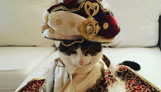 Bu da sünnetlik kedi!