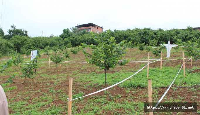 Fındık bahçelerinde tek ağaç dönemi başlıyor