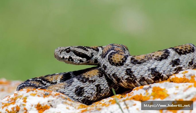 Biyolog Şimşek uyardı: "Yılanlar insanlara zarar vermez" 
