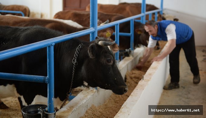 Giresun'da Hayvancılığa büyük yatırım