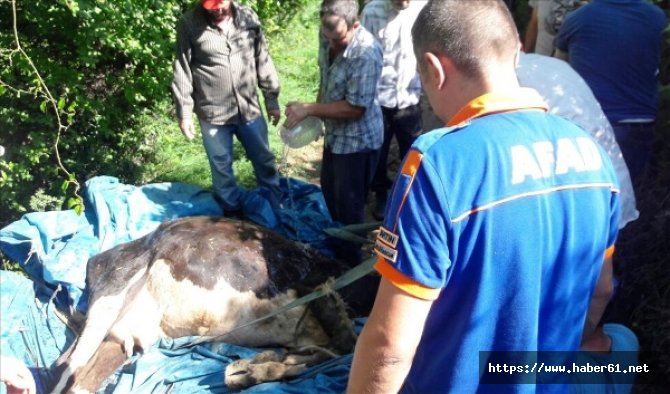 Uçurumdan düşen ineği kurtardılar