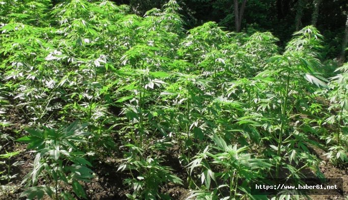 Akçaabat’ta esrar tarlası ele geçirildi