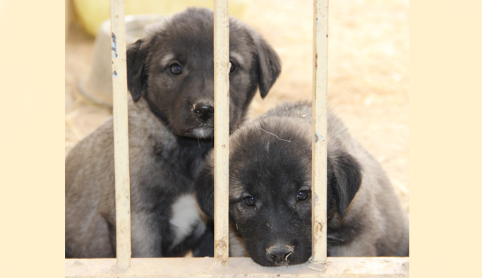 Kangal yavrularına sakın hazır süt vermeyin!