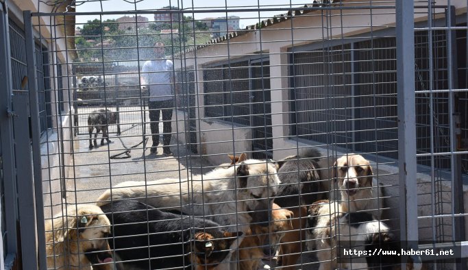 Sıcaktan bunalan köpekler hortumla serinletiliyor 