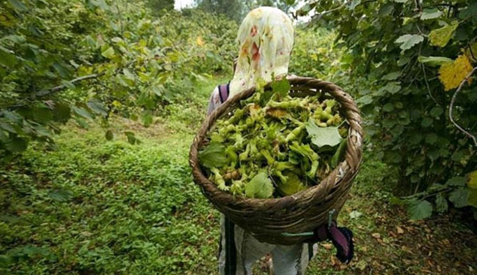 Fındıkta rekolte tahmini yapılıyor