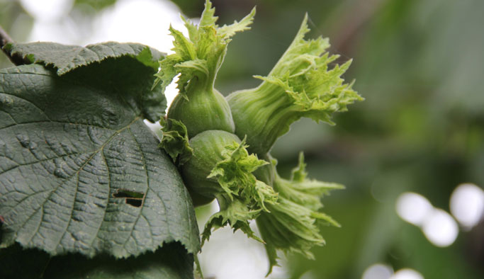 Fındık Üreticisine Temmuz uyarısı