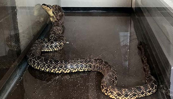 Çamaşır makinesiden yılan çıktı