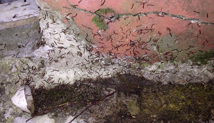 Trabzon'da kurtçuk istilası