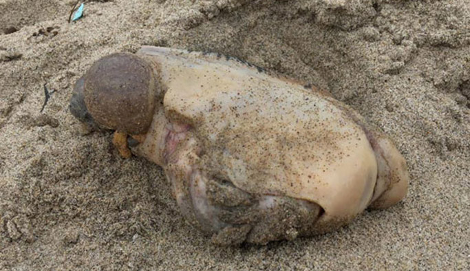 Gizemli yaratığın ne olduğunu bilen yok!