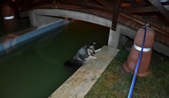 Süs havuzuna düşen köpek için seferberlik
