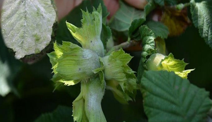 Fındıkta küllenme tehdidi - Aşırı sıcak ve nem...