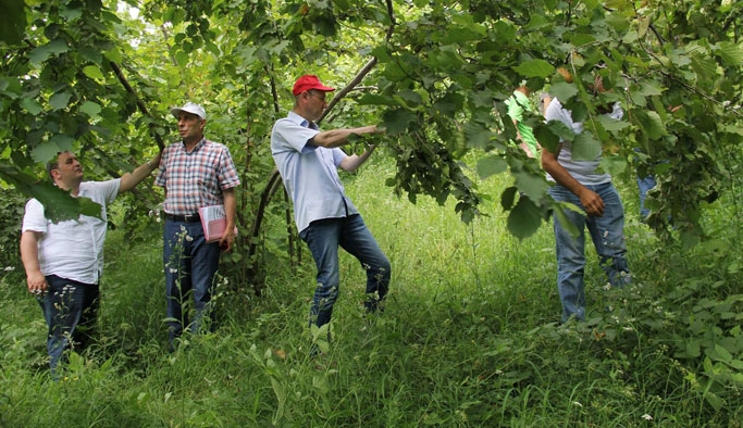 Fındıkta rekolte tahmini bekleniyor - Çalışmalar başladı