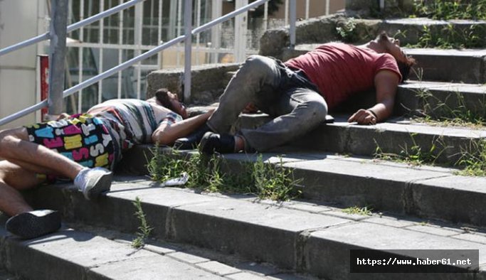 Yeşilay'dan çağrı: Bonzai için acil önlem